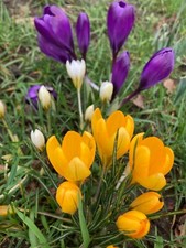 50 Crocus Bulbs Ready to Plant (Mixed Colours) Free Postage UK