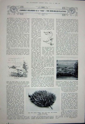 Original alter Vintage Druck 1922 Entenschnabeltier Schnabeltier Eier Nest stacheliger Ameisenfresser