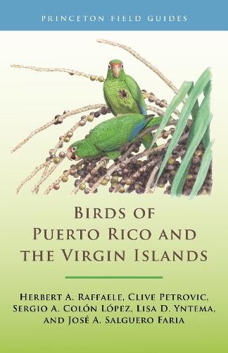 Lisa D. Yntema Clive Petrovic Herbert A. Raff Birds of Puerto Rico  (Paperback)