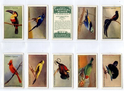 Kompletter Satz, Gallaher, Zoo Tropical Birds, 1. Serie 1928 EX (GD2664) 50/50