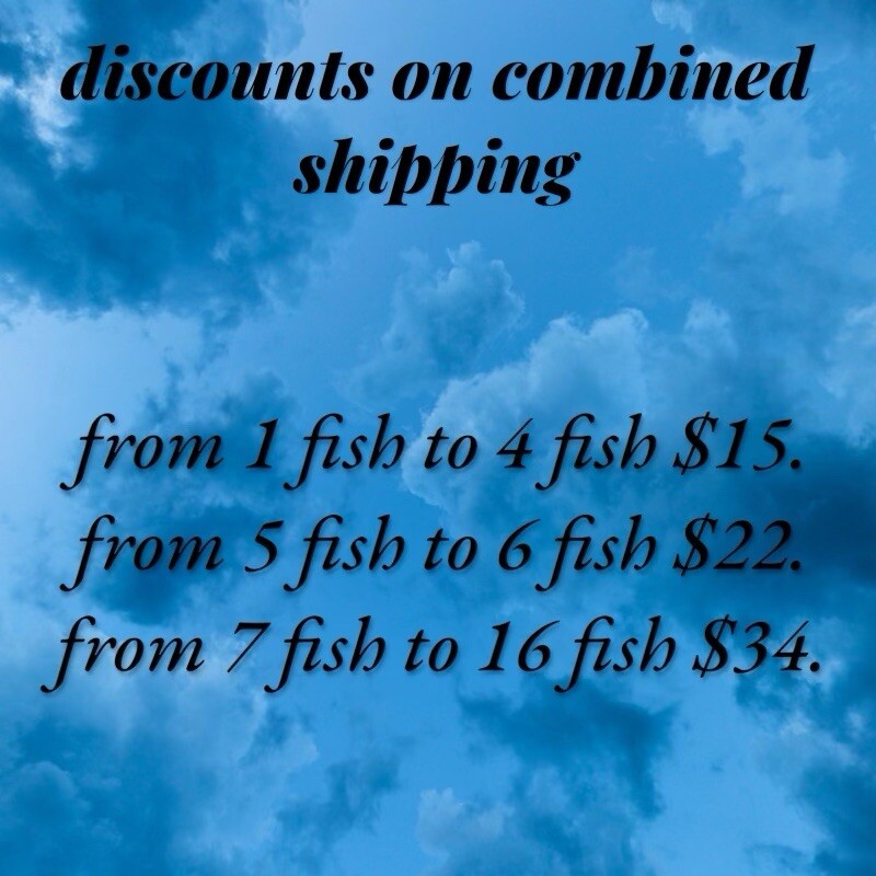 1 Female ⭐️ Yellow Tiger King Cobra Live Aquarium Guppy Fish High