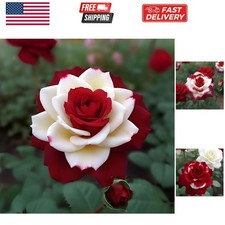 20pcs Rare Twin Red White Rose Flower Seeds for Planting - Captivating Garden...