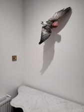 Taxidermy Natural History flying galah Parrot cockatoo toucan bird 