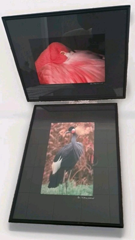 2- B. OTTAVIANI Bird Watcher London England UK  PHOTOGRAPH Picture Metal Frame