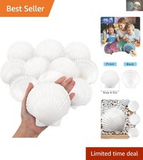 10PCS Large Natural Scallop Shells 4-5 Inch for Elegant Crafting Decor