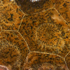 Fossil Coral Hexagonia Mid Devonian Polished Large Fossil Section Morocco 10cm