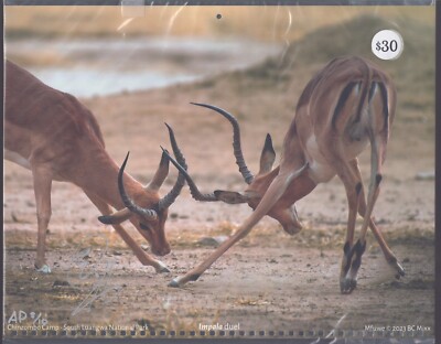 2024 ZAMBIA Signed 11X14 ARTIST PROOF #d 8/10 Calendar IMPALA DUEL - BC Mixx