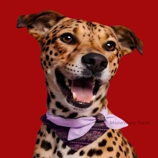 Pet Bandana Scarf with Bow – Purple Triangle Bib Collar for Cats & Dogs