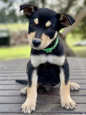 Kelpie Pups Black Tan Female Male Dogs Puppies Gumtree Australia Casey Area Cranbourne 1275339173