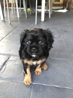 pugalier for sale gumtree
