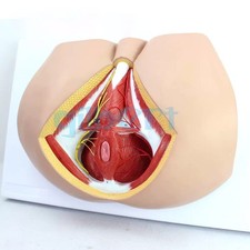 PVC Human Male Perineum Levator Ani Ligament Model Medical School *iz