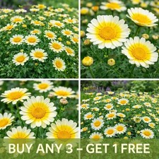 Crown Daisy - Kantochuba Herb Flower - 400 Seeds -