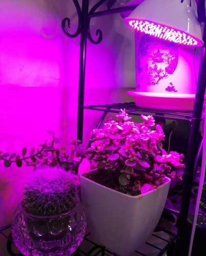 Indoor Bulbs Led Plant Grow Light E27 Full spectrum Veg hydro garden Lamp - Picture 4 of 19