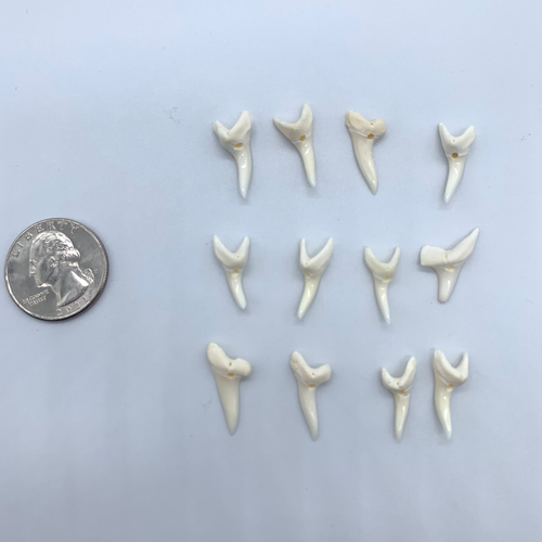 Mako Shark teeth real natural for making jewelry 0.75" in 120 pieces - Picture 11 of 12