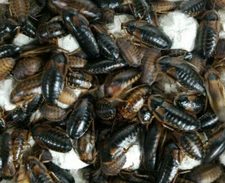 Dubia Roach Small Starter 25F/8M + 50 Small & Cleaner Crew