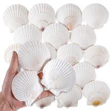 30 PCS 2.5-3 Inch Natural White Scallop Shells Sea in-30pcs,