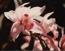 1980s Pink Cymbidium Orchid Flower Closeup Botanical Garden Floral Portrait