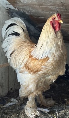 Brahma Bruteier, 10 Stück
