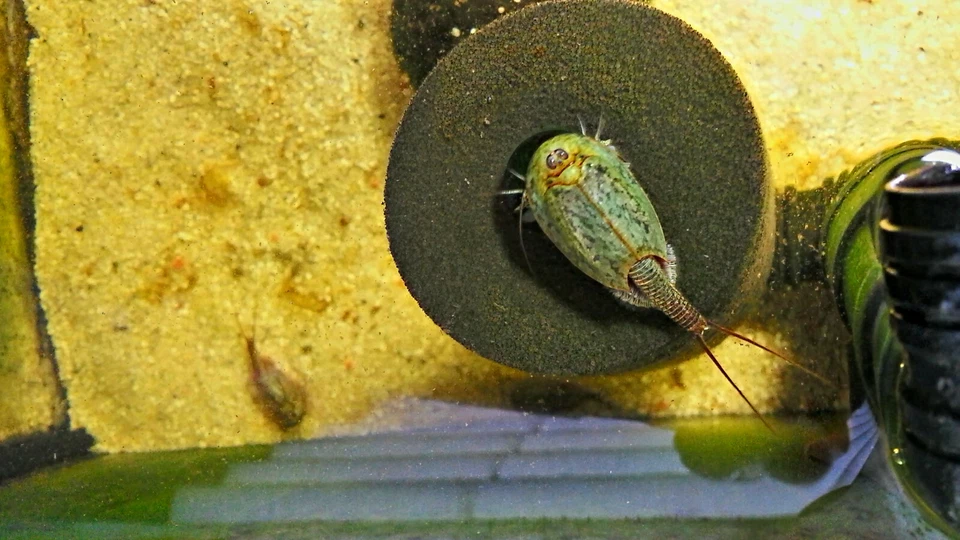 TRIOPSSHOP Triops Cancriformis verde de España cangrejos primitivos incl. alimento - enfoque de cría