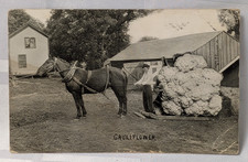 1913 STANLEY JOHNSON GIANT CAULIFLOWER PHOTO POSTCARD HORSE FARMING ANTIQUE