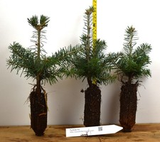 Turkish Fir - 3 YR. Potted Trees - Specimen, Windbreak