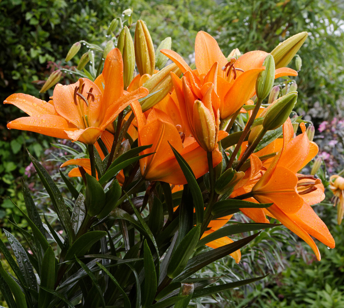 624 ASIATIC LILY BULBS ORANGE TON SUMMER FLOWERING SEMIHARDY GARDEN