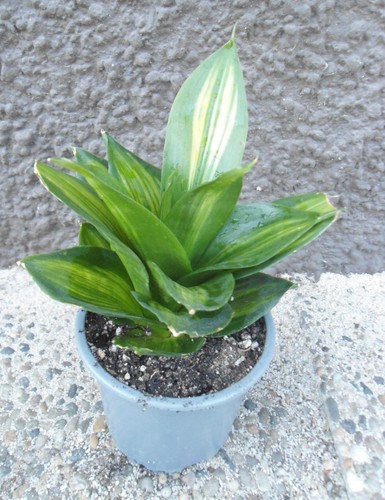 Sansevieria trifasciata hahnii „Green Mould Variegated“ # 2 - Bild 9 von 23