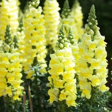 PYSK LWA CANARY BIRD ANTIRRHINUM MAJUS 25+ NASIONA Z 248
