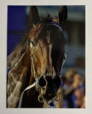 POSTCARD REPRINT BLACK CAVIAR RACEHORSE HORSE PHOTO ART PRINT 4.25”x5.5”