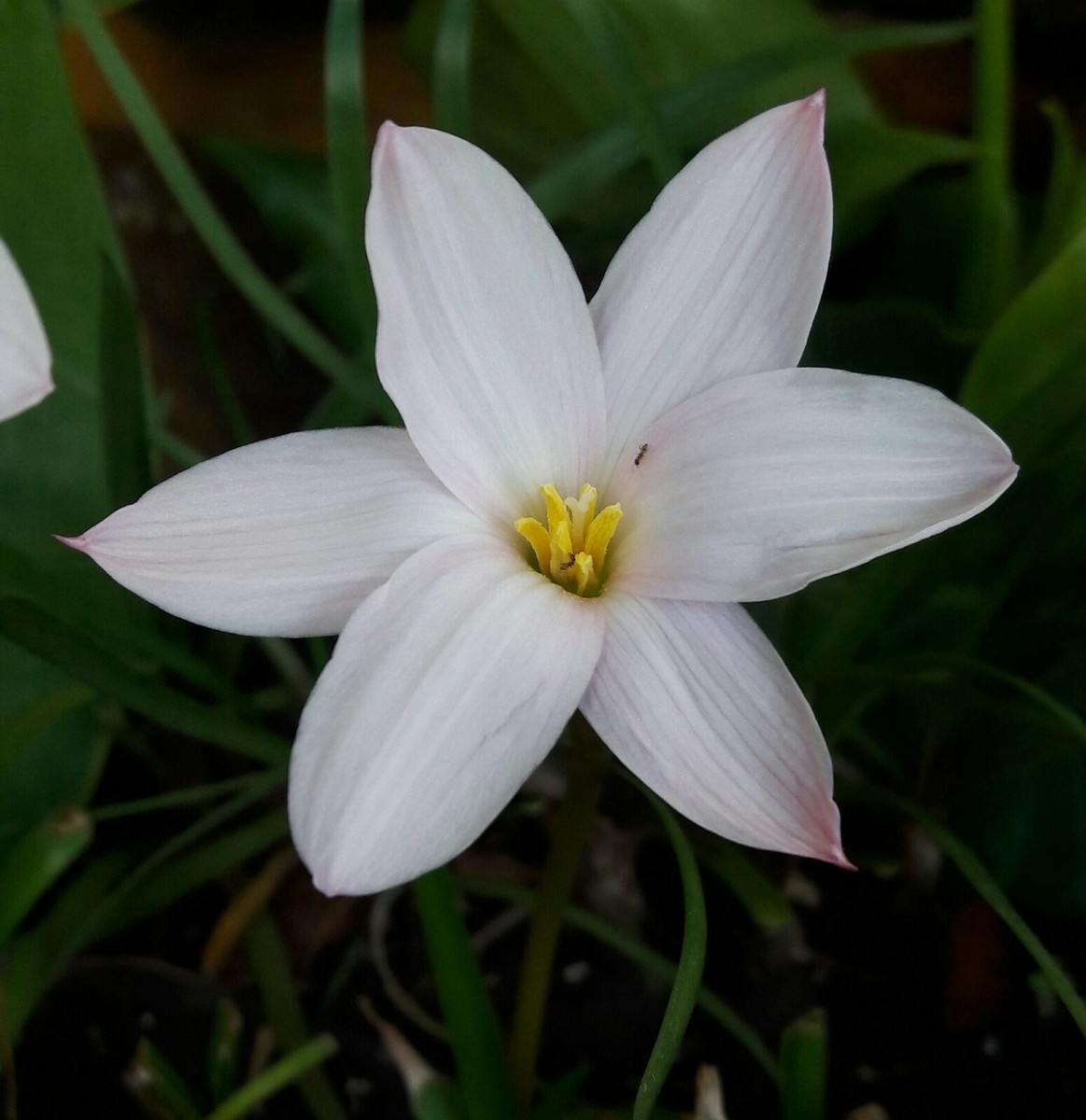 Lily Rain Lily Bulb🧕Zephyranthes 'MumMum Leng'👨Rainflower Fairy