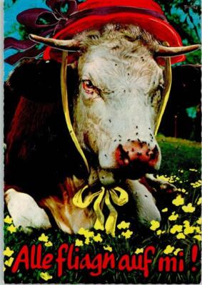 40143897 - Cow Wears a Red Hat All Fly On With Cattle / Cows