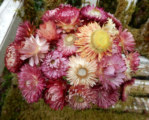 25+ Dried Straw Flower Color Pink, Burgundy Wired Stems, DIY Wedding Bouquet
