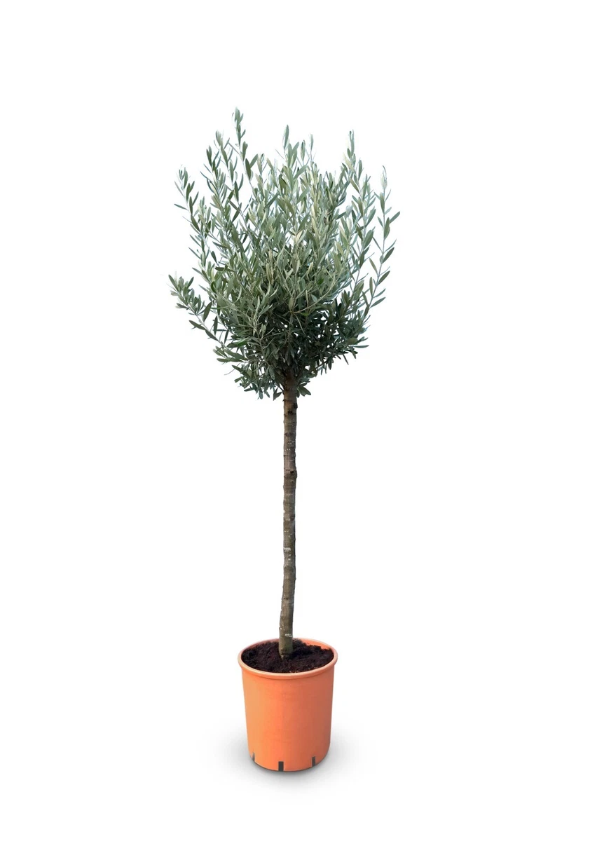 thuja tropfen Thuja-Skincare-Fluid – Wellsana main image 1