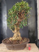 bonsai  olivastro   h 62 cm visita il negozio