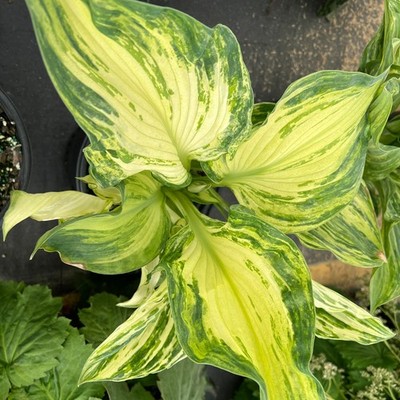 Rare Frog in My Throat Hosta. Limited Quantity