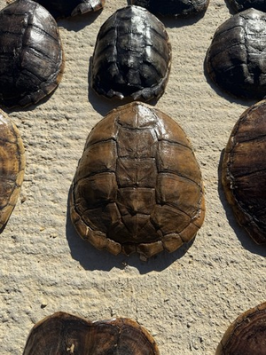 #ad 1 Unique Large Common Snapping Turtle Shell For Display Or Art Robert Schultz $75.99