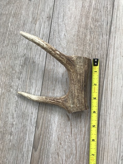 elk antlers for dogs grown elk antlers for dogs grown