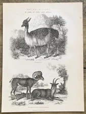 Llama & Big Horn Sheep Animals - Original 1840s Antique Print B/W Engraving