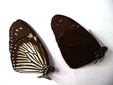 UNMOUNTED BUTTERFLIES EUPLOEA MULCIBER  , PAIR