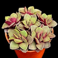 Anacampseros  ‘Purple Sunrise’ group Sand Rose succulent plant in 6 cm pot