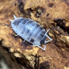10 Dairy Cow Isopods: Feeders, Bioactive Terrariums, Pets. Adults and juvenile.
