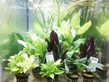 Piante e muschi acquatici per acquario