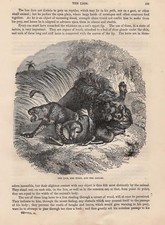 L&ouml;we Jaguar und Tiger im Kampf HOLZSTICH von 1866 Raubkatzen