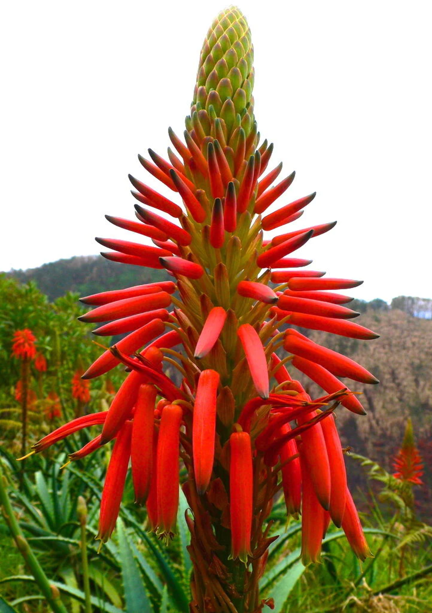 サボテン　ナビナ×グラブレセンス Aloe arborescens SEEDS - Candelabra aloe | Tree aloe | eBay