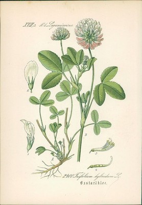 Chromolithographie : Bastardklee. Schwedischer Klee. Trifolium hybridum L. Legum