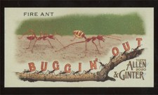 2020 Topps Allen & Ginter Mini Buggin Out Fire Ant #MBO-16