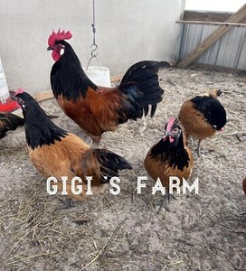 10💕RARE VORWERK Fertile EGGS.