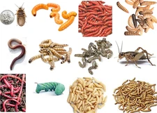 Alive Pet Reptile Feeder Insects & Bugs - Living Terrarium Pets Food Diet Feed