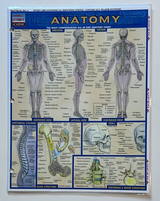 Anatomy Study Guide by Quick Study Academic With Skeletal system, Muscular etc.