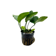 Anubias Barteri  Aquarium Plants Factory 